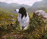 Border Collie 16 Framed Print