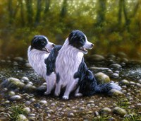 Border Collie 17 by John Silver - various sizes