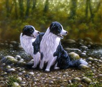 Border Collie 17 Fine Art Print