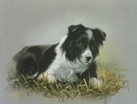 Border Collie 18 Fine Art Print