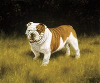 Patch Fine Art Print