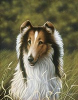 Lassie Fine Art Print