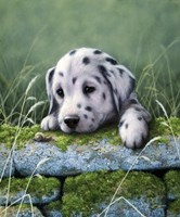 Dalmatian Pup Fine Art Print