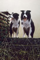 Border Collie 19 by John Silver - various sizes