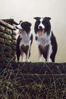 Border Collie 19 Fine Art Print