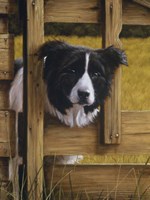 Through the Fence Fine Art Print