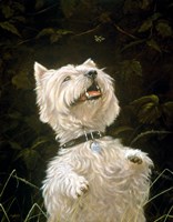Westie 3 Fine Art Print