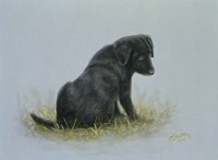 Curious Fine Art Print