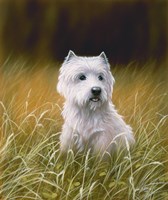 Westie 4 Fine Art Print