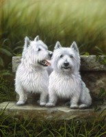 Pair of Westies Fine Art Print