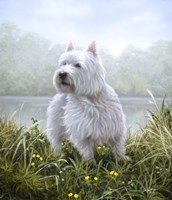 Westie 5 Fine Art Print