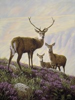 Deer Fine Art Print
