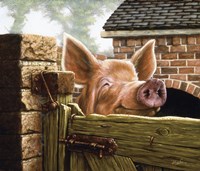 In the Sty Fine Art Print