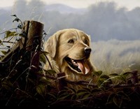 Goldie Fine Art Print