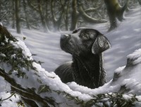 Snowy Fine Art Print