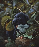 Hidding Fine Art Print