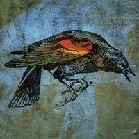 Redwing Blackbird Fine Art Print