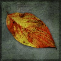 Dogwood Yellow Framed Print