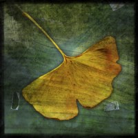 Gingko 3 Fine Art Print