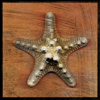 Armored Starfish Fine Art Print