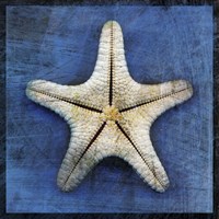 Armored Starfish Underside Fine Art Print
