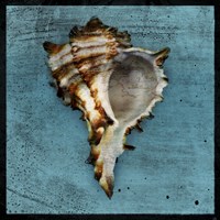 Horned Whelk Fine Art Print