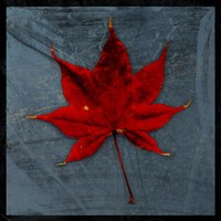 Japanese Maple Fine Art Print