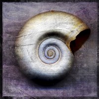 Moon Snail Framed Print