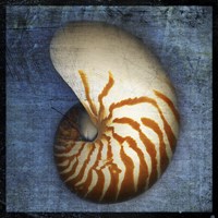 Nautilus Fine Art Print