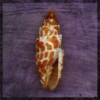 Orange Shell Fine Art Print