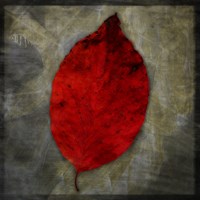 Red Dogwood Fine Art Print