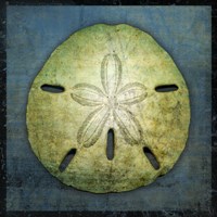 Sand Dollar Fine Art Print