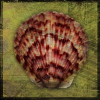 Scallop Fine Art Print