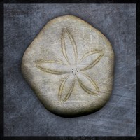 Sea Biscuit Fine Art Print