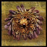 Sea Urchin 2 Fine Art Print