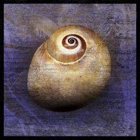 Shark Eye 1 Fine Art Print