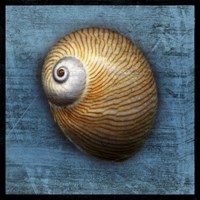 Shark Eye 2 Fine Art Print