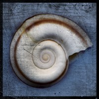 Snail Fine Art Print