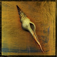 Spiral Shell Fine Art Print