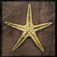 Starfish Fine Art Print