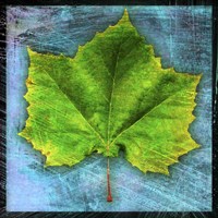 Sycamore Framed Print