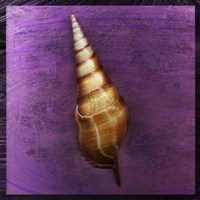 Tibia Shell Fine Art Print
