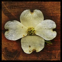 White Dogwood Fine Art Print