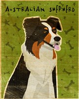 Australian Shepherd Fine Art Print