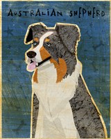 Australian Shepherd Blue Merle Fine Art Print
