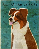 Australian Shepherd Red Fine Art Print
