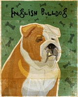English Bulldog Tan and White Fine Art Print