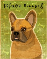 French Bulldog Fawn Fine Art Print