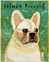 French Bulldog - White Fine Art Print