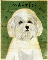 Maltese Fine Art Print